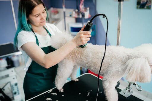 Ketahui 7 Cara Menentukan Gaji Karyawan Pet Shop